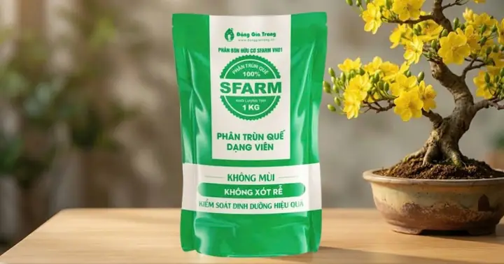 Cách Trồng Và Chăm Sóc Mai Vàng Miền Bắc Ra Hoa Đúng Tết Cách Trồng Và Chăm Sóc Mai Vàng Miền Bắc Ra Hoa Đúng Tết