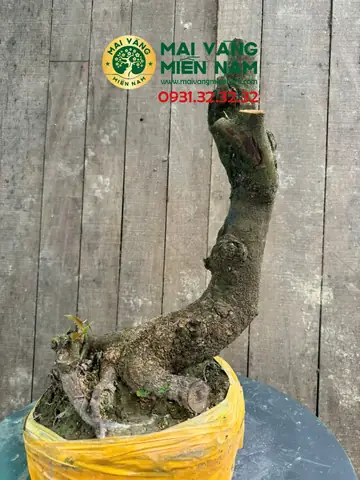 Cách Trồng Mai Phôi Sống Khỏe, Tỷ Lệ Sống Cao Và Phát Triển Tốt