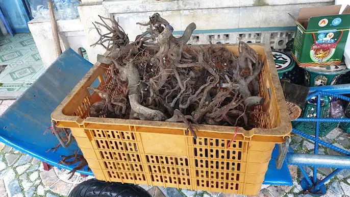 Cách Trồng Mai Phôi Sống Khỏe, Tỷ Lệ Sống Cao Và Phát Triển Tốt