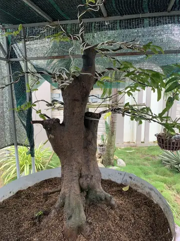 Cách Trồng Mai Phôi Sống Khỏe, Tỷ Lệ Sống Cao Và Phát Triển Tốt