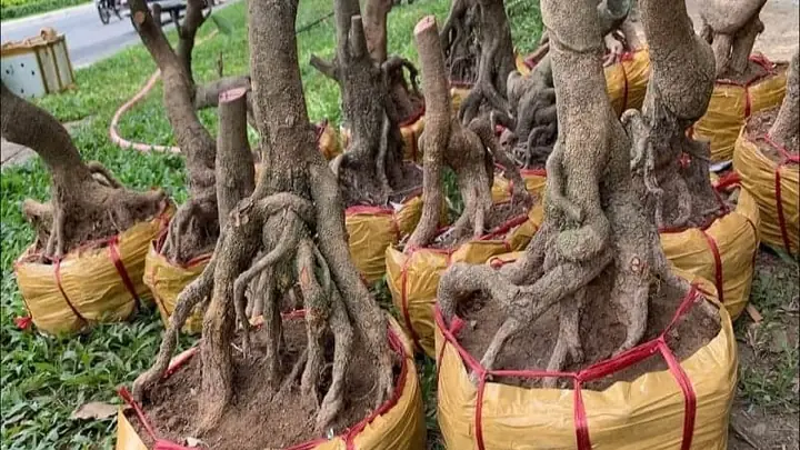 Cách Trồng Mai Phôi Sống Khỏe, Tỷ Lệ Sống Cao Và Phát Triển Tốt