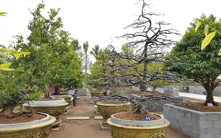 Hướng Dẫn Chi Tiết Cách Trồng Mai Vàng Trong Chậu Đạt Chuẩn Tết Hướng Dẫn Chi Tiết Cách Trồng Mai Vàng Trong Chậu Đạt Chuẩn Tết
