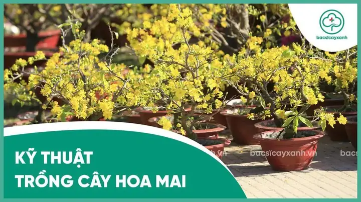 Cách Trồng Mai Vàng Vào Chậu Chuẩn Kỹ Thuật Để Cây Sống Khỏe