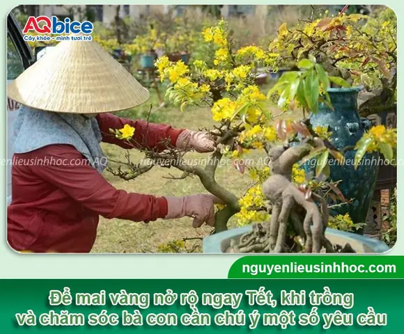 Cách Trồng Mai Vàng Vào Chậu Chuẩn Kỹ Thuật Để Cây Sống Khỏe