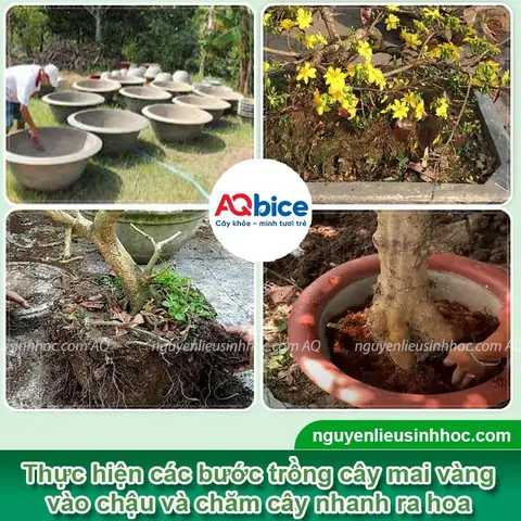 Cách Trồng Mai Vàng Vào Chậu Chuẩn Kỹ Thuật Để Cây Sống Khỏe