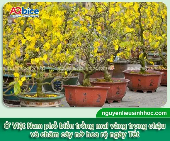Cách Trồng Mai Vàng Vào Chậu Chuẩn Kỹ Thuật Để Cây Sống Khỏe