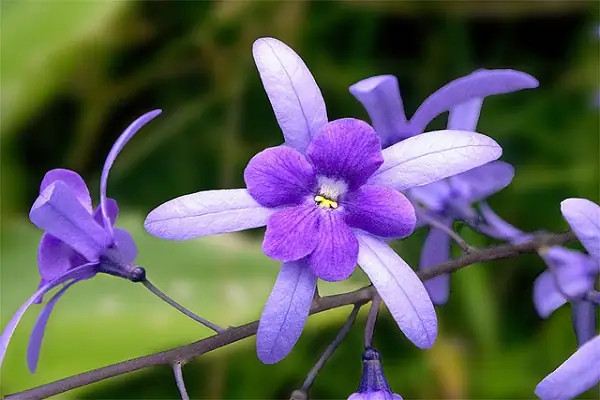 Cách Trồng Và Chăm Sóc Cây Mai Xanh Ra Hoa Đẹp, Đúng Kỹ Thuật Cách Trồng Và Chăm Sóc Cây Mai Xanh Ra Hoa Đẹp, Đúng Kỹ Thuật