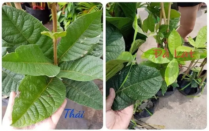 Cách Trồng Và Chăm Sóc Cây Mai Xanh Ra Hoa Đẹp, Đúng Kỹ Thuật Cách Trồng Và Chăm Sóc Cây Mai Xanh Ra Hoa Đẹp, Đúng Kỹ Thuật