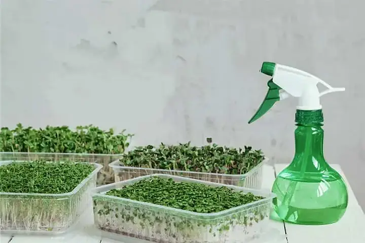 Hướng Dẫn Trồng Mầm Đậu Hà Lan Tại Nhà Dễ Dàng Và Nhanh Chóng