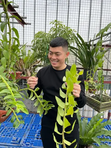 Hướng Dẫn Chi Tiết Cách Trồng Và Kích Mầm Lan Đơn Giản Cho Người Mới Bắt Đầu