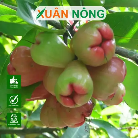Hướng Dẫn Chi Tiết Cách Trồng Và Chăm Sóc Cây Mận An Phước Sai Trĩu Quả