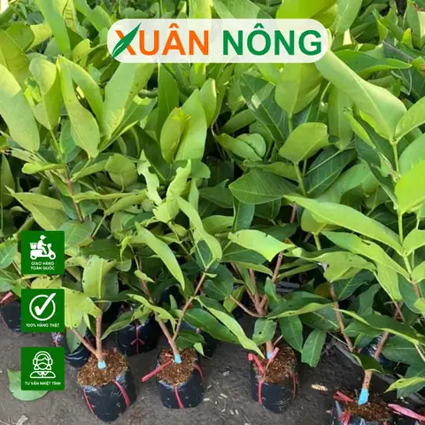 Hướng Dẫn Chi Tiết Cách Trồng Và Chăm Sóc Cây Mận An Phước Sai Trĩu Quả