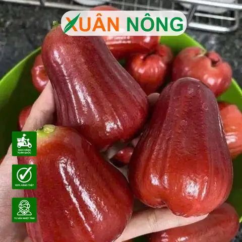 Hướng Dẫn Chi Tiết Cách Trồng Và Chăm Sóc Cây Mận An Phước Sai Trĩu Quả
