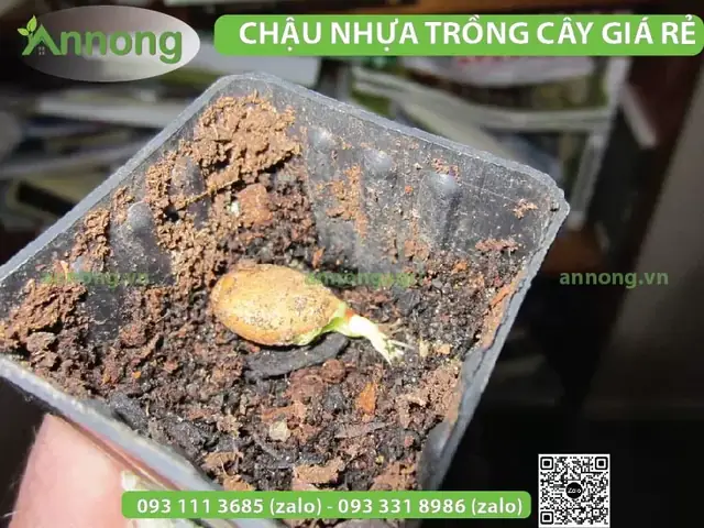 Cách Trồng Mận Hà Nội Từ Hạt Tại Nhà: Hướng Dẫn Chi Tiết Cho Người Mới Bắt Đầu Cách Trồng Mận Hà Nội Từ Hạt Tại Nhà: Hướng Dẫn Chi Tiết Cho Người Mới Bắt Đầu