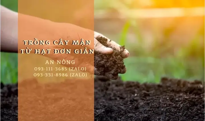 Cách Trồng Mận Hà Nội Từ Hạt Tại Nhà: Hướng Dẫn Chi Tiết Cho Người Mới Bắt Đầu Cách Trồng Mận Hà Nội Từ Hạt Tại Nhà: Hướng Dẫn Chi Tiết Cho Người Mới Bắt Đầu