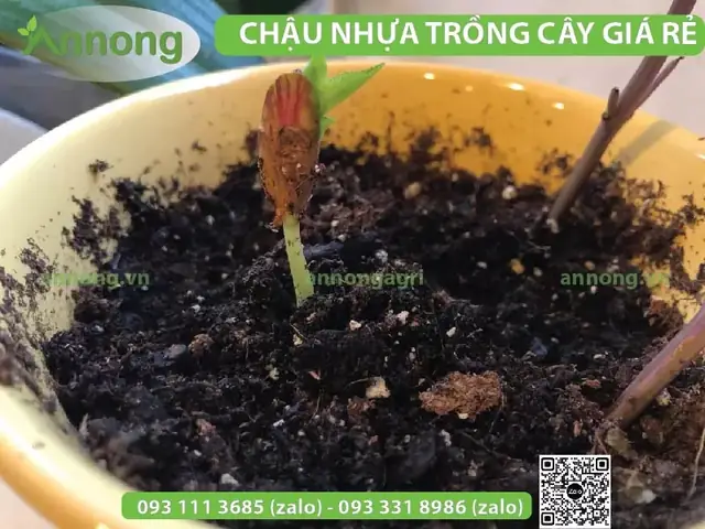 Cách Trồng Mận Hà Nội Từ Hạt Tại Nhà: Hướng Dẫn Chi Tiết Cho Người Mới Bắt Đầu Cách Trồng Mận Hà Nội Từ Hạt Tại Nhà: Hướng Dẫn Chi Tiết Cho Người Mới Bắt Đầu