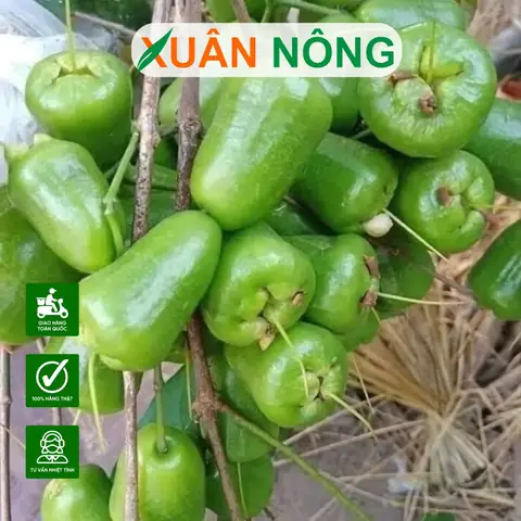 Cách Trồng Mận Trong Chậu: Hướng Dẫn Chi Tiết Từ Chuyên Gia