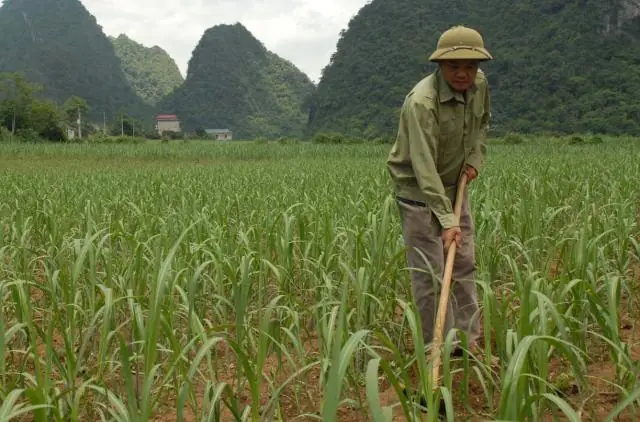 Khám Phá Phương Pháp Trồng Mía Kiểu Ấn Độ: Năng Suất Cao Và Kỹ Thuật Độc Đáo