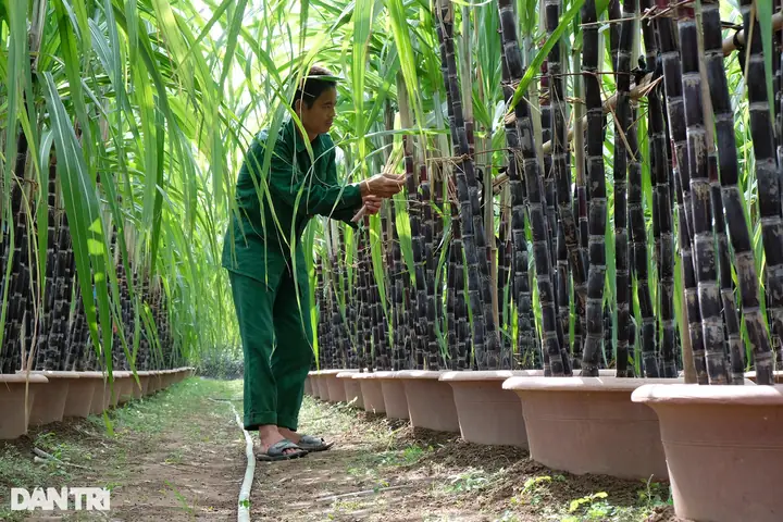Hướng Dẫn Chi Tiết Cách Trồng Mía Trong Chậu Tại Nhà Để Có Mía Ngọt