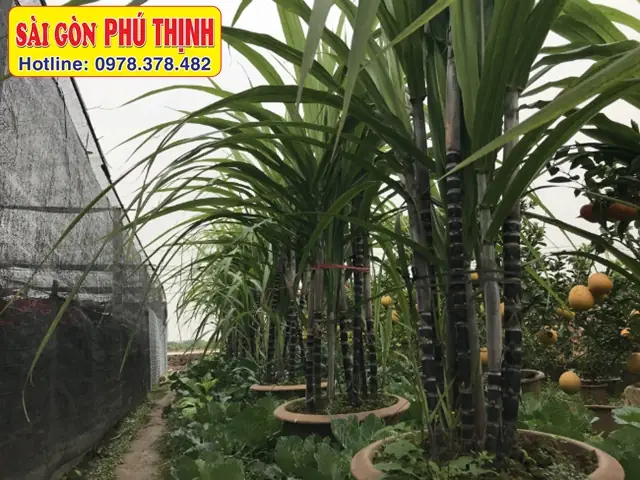 Hướng Dẫn Chi Tiết Cách Trồng Mía Trong Chậu Tại Nhà Để Có Mía Ngọt