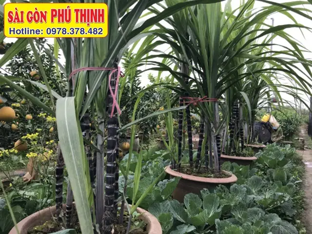 Hướng Dẫn Chi Tiết Cách Trồng Mía Trong Chậu Tại Nhà Để Có Mía Ngọt