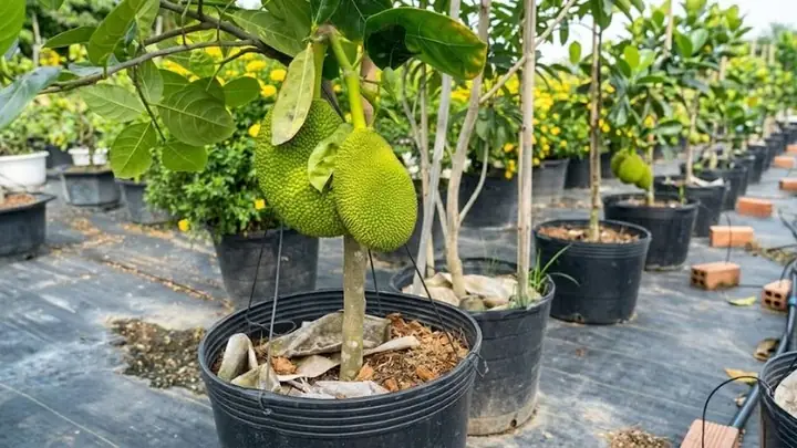 Cách Trồng Mít Trong Chậu Cho Quả Trĩu Cành: Hướng Dẫn Chi Tiết Từ A-Z Cách Trồng Mít Trong Chậu Cho Quả Trĩu Cành: Hướng Dẫn Chi Tiết Từ A-Z