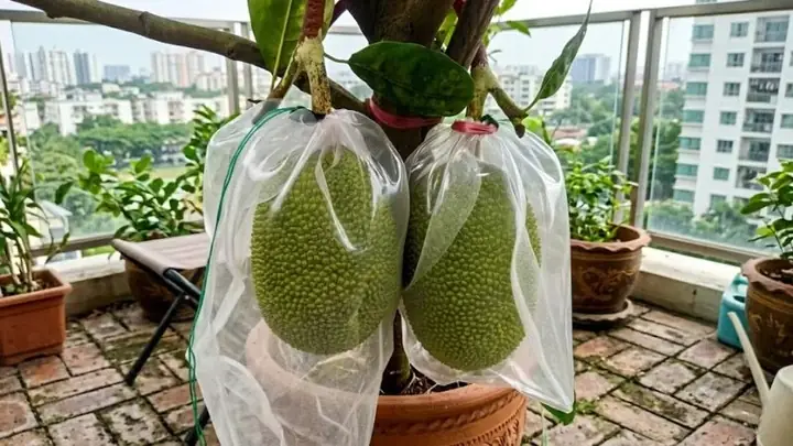 Cách Trồng Mít Trong Chậu Cho Quả Trĩu Cành: Hướng Dẫn Chi Tiết Từ A-Z Cách Trồng Mít Trong Chậu Cho Quả Trĩu Cành: Hướng Dẫn Chi Tiết Từ A-Z