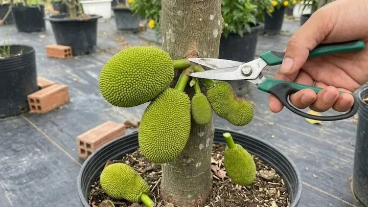 Cách Trồng Mít Trong Chậu Cho Quả Trĩu Cành: Hướng Dẫn Chi Tiết Từ A-Z Cách Trồng Mít Trong Chậu Cho Quả Trĩu Cành: Hướng Dẫn Chi Tiết Từ A-Z