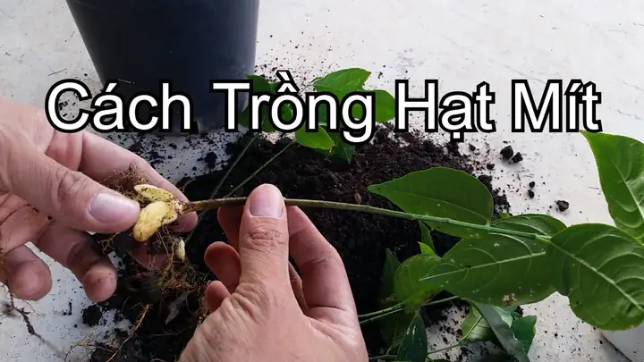 Hướng Dẫn Chi Tiết Cách Trồng Mít Từ Hạt: Từ Chuẩn Bị Đến Chăm Sóc Cho Năng Suất Cao Hướng Dẫn Chi Tiết Cách Trồng Mít Từ Hạt: Từ Chuẩn Bị Đến Chăm Sóc Cho Năng Suất Cao