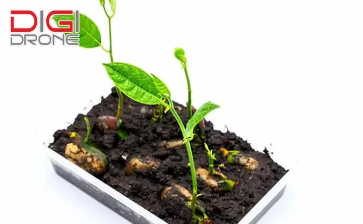 Hướng Dẫn Chi Tiết Cách Trồng Mít Từ Hạt: Từ Chuẩn Bị Đến Chăm Sóc Cho Năng Suất Cao Hướng Dẫn Chi Tiết Cách Trồng Mít Từ Hạt: Từ Chuẩn Bị Đến Chăm Sóc Cho Năng Suất Cao