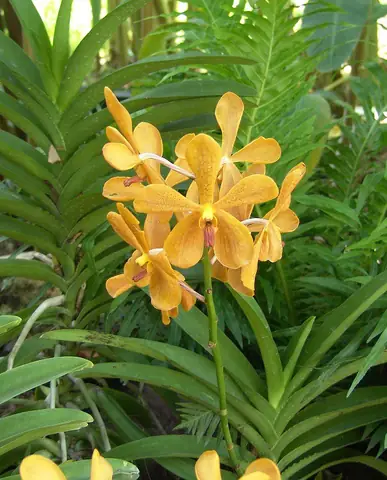 Hướng Dẫn Trồng Lan Mokara Cắt Cành Năng Suất Cao Tại Nhà Hướng Dẫn Trồng Lan Mokara Cắt Cành Năng Suất Cao Tại Nhà