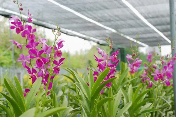Hướng Dẫn Trồng Lan Mokara Cắt Cành Năng Suất Cao Tại Nhà Hướng Dẫn Trồng Lan Mokara Cắt Cành Năng Suất Cao Tại Nhà