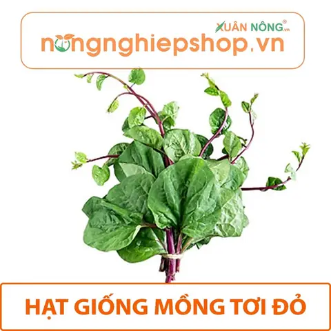 Hướng Dẫn Trồng Mồng Tơi Đỏ Tại Nhà: Từ A-Z Cho Cây Xanh Tốt, Quanh Năm
