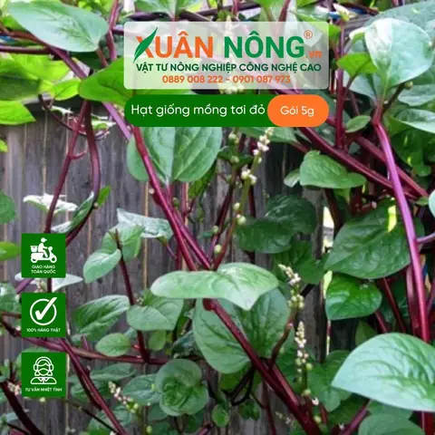 Hướng Dẫn Trồng Mồng Tơi Đỏ Tại Nhà: Từ A-Z Cho Cây Xanh Tốt, Quanh Năm