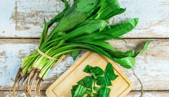 Hướng Dẫn Cách Trồng Và Chăm Sóc Cây Mùi Tàu (ngò Gai) Tại Nhà Nhanh Cho Thu Hoạch Hướng Dẫn Cách Trồng Và Chăm Sóc Cây Mùi Tàu (ngò Gai) Tại Nhà Nhanh Cho Thu Hoạch