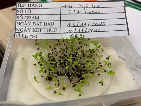Hướng Dẫn Cách Trồng Và Chăm Sóc Cây Mùi Tàu (ngò Gai) Tại Nhà Nhanh Cho Thu Hoạch Hướng Dẫn Cách Trồng Và Chăm Sóc Cây Mùi Tàu (ngò Gai) Tại Nhà Nhanh Cho Thu Hoạch