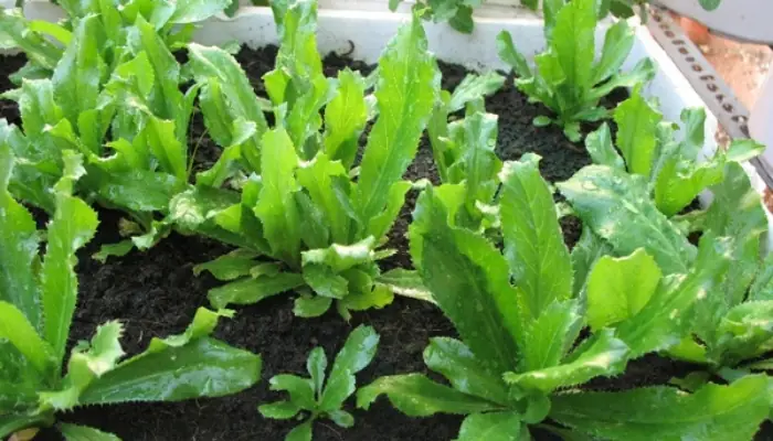 Hướng Dẫn Cách Trồng Và Chăm Sóc Cây Mùi Tàu (ngò Gai) Tại Nhà Nhanh Cho Thu Hoạch Hướng Dẫn Cách Trồng Và Chăm Sóc Cây Mùi Tàu (ngò Gai) Tại Nhà Nhanh Cho Thu Hoạch