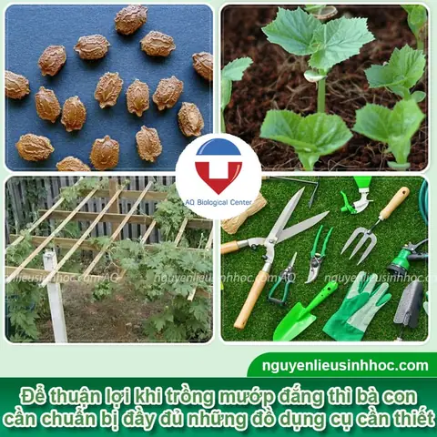 Cách Trồng Mướp Đắng Sai Quả, Thơm Ngon Tại Nhà Từ A-Z