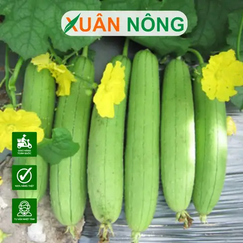 Cách Trồng Mướp Hương Thái Lan Sai Quả, Năng Suất Cao Tại Nhà Cách Trồng Mướp Hương Thái Lan Sai Quả, Năng Suất Cao Tại Nhà
