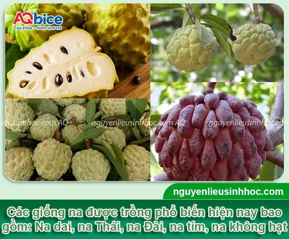 Cách Trồng Na Hiệu Quả Từ A-Z: Hướng Dẫn Chi Tiết Từ Chuyên Gia Cách Trồng Na Hiệu Quả Từ A-Z: Hướng Dẫn Chi Tiết Từ Chuyên Gia