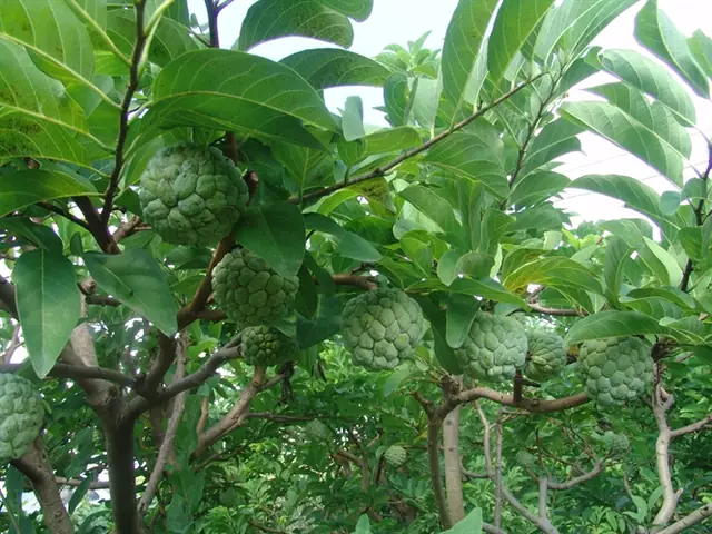 Hướng Dẫn Chi Tiết Kỹ Thuật Trồng Và Chăm Sóc Cây Na Thái Cho Năng Suất Cao