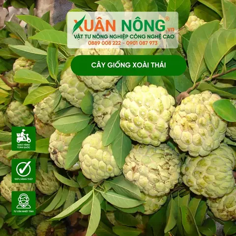 Hướng Dẫn Chi Tiết Kỹ Thuật Trồng Và Chăm Sóc Cây Na Thái Cho Năng Suất Cao