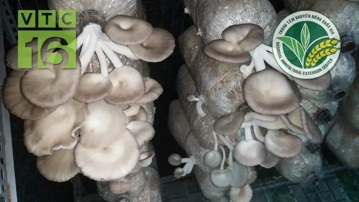 Hướng Dẫn Trồng Nấm Bào Ngư Tại Nhà Đơn Giản, Năng Suất Cao Cho Người Mới Bắt Đầu