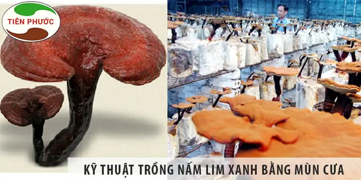 Hướng Dẫn Chi Tiết Cách Trồng Nấm Lim Xanh Tại Nhà: Từ Nguyên Liệu Đến Chăm Sóc