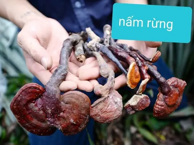 Hướng Dẫn Chi Tiết Cách Trồng Nấm Lim Xanh Tại Nhà: Từ Nguyên Liệu Đến Chăm Sóc