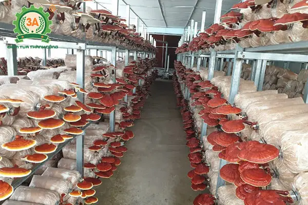 Hướng Dẫn Chi Tiết Cách Trồng Nấm Linh Chi Tại Nhà Đạt Năng Suất Cao