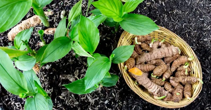 Cách Trồng Nghệ Đỏ Đúng Kỹ Thuật Cho Năng Suất Cao: Hướng Dẫn Chi Tiết Từ A-Z Cách Trồng Nghệ Đỏ Đúng Kỹ Thuật Cho Năng Suất Cao: Hướng Dẫn Chi Tiết Từ A-Z