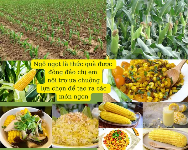 Hướng Dẫn Kỹ Thuật Trồng Ngô Ngọt Năng Suất Cao Tại Nhà Và Nông Trại Hướng Dẫn Kỹ Thuật Trồng Ngô Ngọt Năng Suất Cao Tại Nhà Và Nông Trại