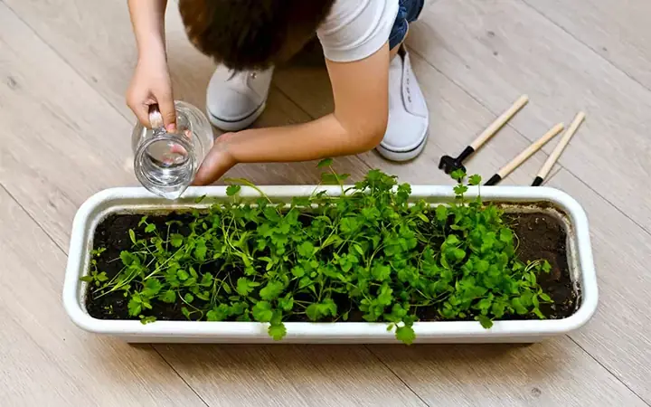 Cách Trồng Ngò Rí Bằng Rễ: Hướng Dẫn Chi Tiết Từ A-Z