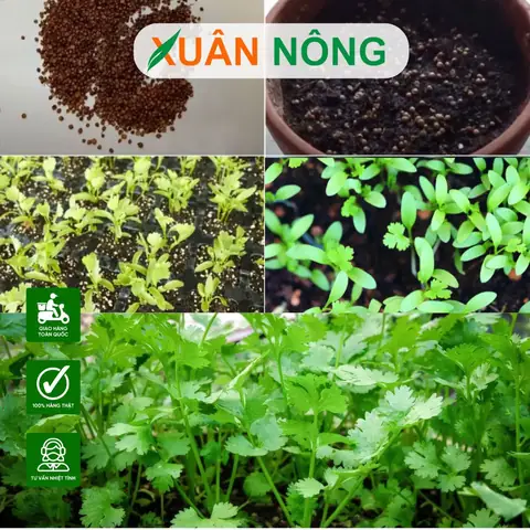 Cách Trồng Ngò Rí Bằng Rễ: Hướng Dẫn Chi Tiết Từ A-Z